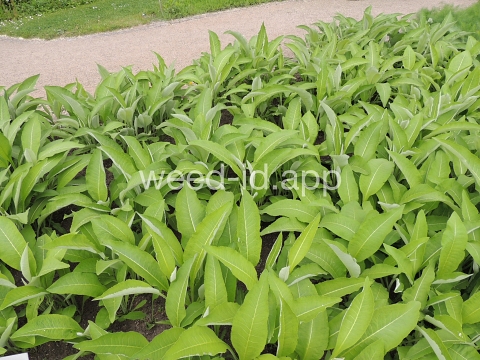 elecampane